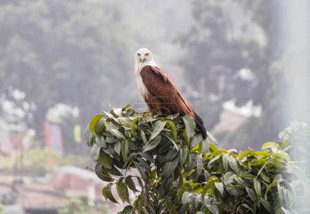 Brahminy kite bird is sitting on a nature tree branch, and looking for prey. Haliastur indus is a carnivore bird that eats fish, shrimp, crabs, chicks, and small mammals.