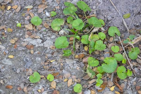 Centella asiatica, communément connue sous le nom de Thankuni Pata, d'armoise indienne, d'armoise asiatique, de spadeleaf, d'armoise commune ou de gotu kola. Plantes médicinales feuilles de plantes à fleurs dans la cour du village.
