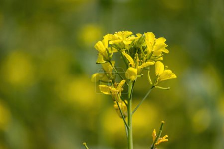 Téléchargez les photos : Gros plan d'une fleur de moutarde jaune qui fleurit dans un champ de village. - en image libre de droit