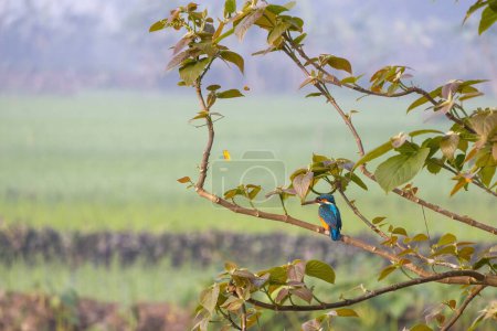 Der Eisvogel (Alcedo atthis) sitzt auf einem Ast und wartet auf Fischbeute. Es wird in Bangladesch Maasranga Pakhi genannt.