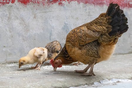 Foto de Madre doméstica gallina y pollitos comiendo comida del patio trasero de una casa de pueblo - Imagen libre de derechos