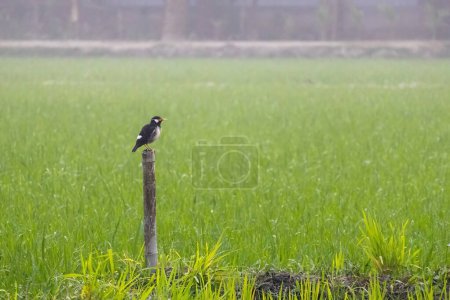Indische Rattenschwanzmyna (Gracupica contra) thront auf einer Bambusstange auf einem Reisfeld. Es ist in Bangladesch als Go Shalikh Pakhi bekannt.