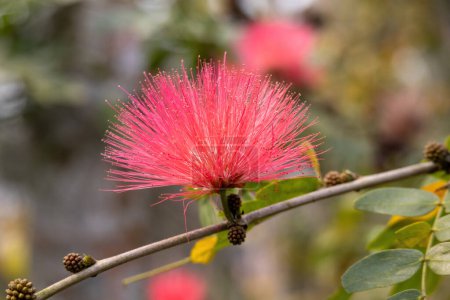 Mimosa tree blossom or red powder puff flower bloom in the garden. The red powder puff flower (Calliandra haematocephala) is also known as the fairy duster.