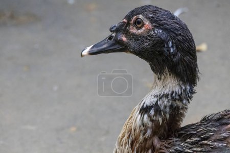 Closeup of a Domestic Muscovy duck. The domestic Muscovy duck, also known as the Barbary duck, is a breed of wild Muscovy duck that originated in South America.