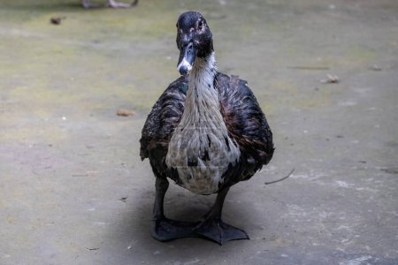 Der heimische Moskauer Entenvogel steht im Hof des Dorfes. Sie ist auch als Berberente bekannt, eine wilde Moskauer Ente, die ursprünglich aus Südamerika stammt..