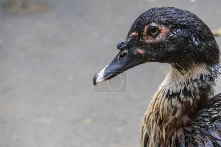 Closeup of a Domestic Muscovy duck or Barbary duck.