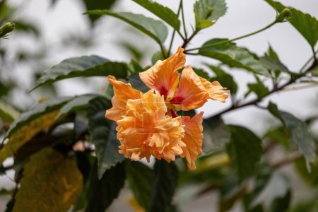 Orangefarbene Hibiskusblüte im Garten. Dies wird auch chinesischer Hibiskus, Chinarose, hawaiianischer Hibiskus, Hibiscus rosa-sinensis genannt. Auf Bengalisch oder Bangla Joba ful. Floraler Hintergrund.