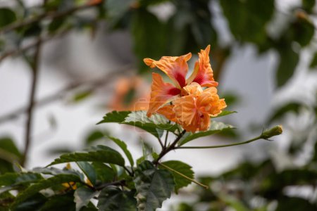 Orangefarbene Hibiskusblüte im Garten. Dies wird auch chinesischer Hibiskus, Chinarose, hawaiianischer Hibiskus, Hibiscus rosa-sinensis genannt. Auf Bengalisch oder Bangla Joba ful. Floraler Hintergrund Tapete.