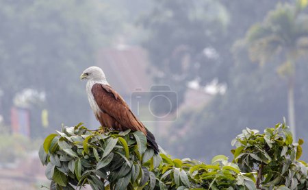 Brahminy kite bird is sitting on a tree branch, and waiting for prey. Haliastur indus is a carnivore bird that eats fish, shrimp, crabs, chicks, and small mammals.