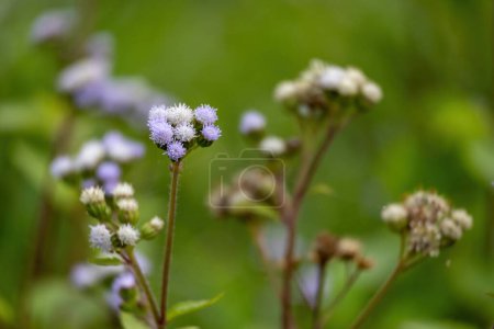 Billygoat weed (Ageratum conyzoides) is regarded as an environmental weed. This species is a common weed of disturbed sites, waste areas, roadsides, gardens, pastures, and crops.