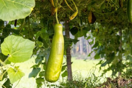 Gemüsekürbis hängt am Gartenbaum. Frische asiatische Bio-Kürbisse auf einer Gemüsefarm. In Bangladesch wird sie Lau genannt. Landwirtschaftlicher Gemüseanbau im Hof oder Ackerland.