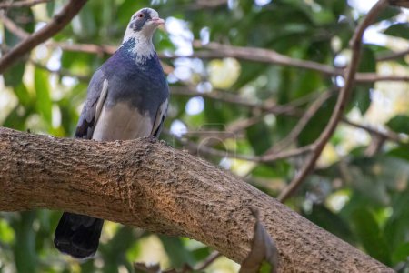 Un hermoso pájaro palomo doméstico está de pie sobre una rama de árbol.