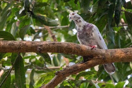 A beautiful white pigeon is standing on a mango tree branch and looking for something