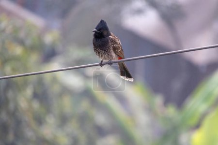 Téléchargez les photos : Un oiseau Bulbul (Pycnonotus cafer) perché sur un fil électrique dans la nature fond flou. Il est appelé localement Bulbuli Pakhi au Bangladesh. - en image libre de droit
