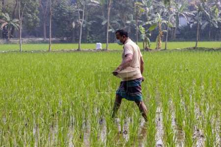 Téléchargez les photos : Un agriculteur du village applique de l'engrais sur la rizière en portant un masque facial le matin. Beau paysage rural du district de Kishoreganj au Bangladesh, le 18 février 2024 - en image libre de droit