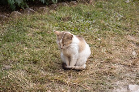 A cat is sitting on the grass in the garden and sleeping.