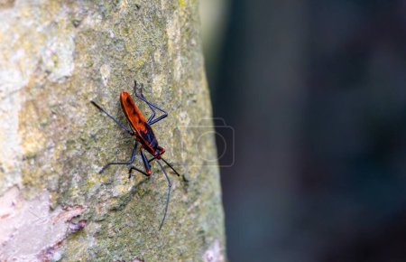 Assassin Bug (Rhynocoris fuscipes) trepa a un árbol del pueblo sobre un fondo borroso. Los insectos asesinos son insectos depredadores que forman parte del verdadero orden de los insectos, Heteroptera.. 