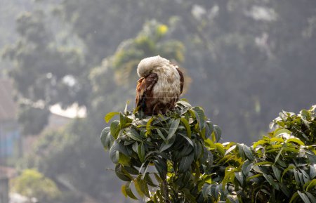 Brahminy Kite (Rotrückenseeadler) sitzt auf einem Ast und kratzt mit geschlossenen Augen am Körper. Es ist auch bekannt als der Heilbutt indus, Rotrückendrachen, Kastanienweißer Drachen und Rautenadler.