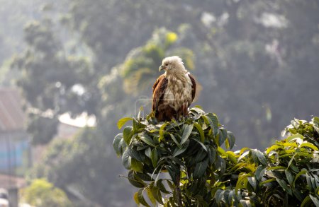 Brahminy Kite (Rotrückenseeadler) sitzt auf dem Ast des Baumes und wartet auf Beute. Dieser Vogel ist auch als Heilbutt indus, Rotrückendrachen, Kastanien-Weißmilan und Rotkopfadler bekannt.