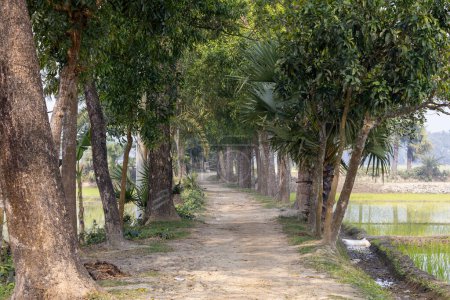 Téléchargez les photos : Routes rurales du Bangladesh. Bel environnement naturel. Rangées de divers arbres fruitiers, y compris la mangue, la banane et le palmier des deux côtés de la route non pavée du village. - en image libre de droit