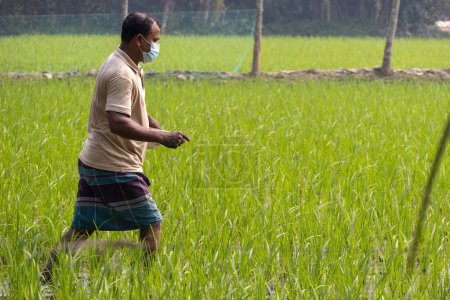 Téléchargez les photos : Le fermier applique de l'engrais sur la rizière en portant un masque facial. Beaux paysages du village du district de Kishoreganj au Bangladesh, le 18 février 2024 - en image libre de droit