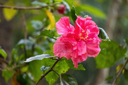 Schöne rosa-rote Hibiscus rosa sinensis Blume blüht im Garten. Es ist auch als chinesischer Hibiskus, Chinarose, hawaiianischer Hibiskus, Rosenmalve und Schuhplattler bekannt.