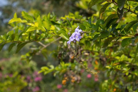 Belle fleur du ciel (Duranta erecta) fleurissant dans le jardin naturel. Il est localement connu sous le nom de Kata Mehedi Ful au Bangladesh. Les noms communs pour cette fleur sont golden dewdrop, pigeon berry, angel whisper.