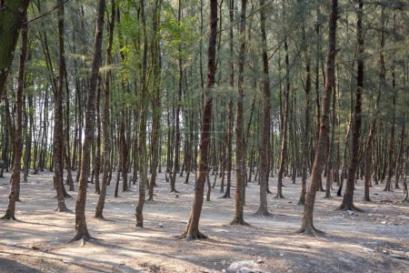 Küstenwald in Meeresnähe. In Bangladesch sind diese Bäume als Jhau-Bäume bekannt. Sein wissenschaftlicher Name Casuarina equisetifolia.