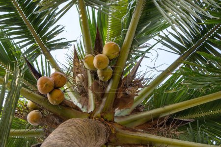 Kokosnussbaum mit einem Bund Obst. Frische braune und grüne Kokosnuss.