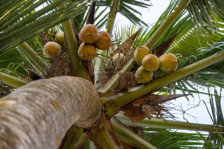 Kokosnussbaum mit vielen Früchten. Frische braune und grüne Kokosnuss.