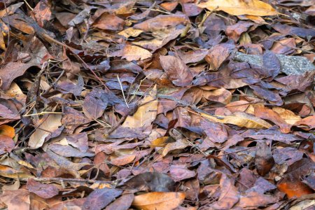 Dry autumn brown leaves on the forest ground. Winter dead leaves wallpaper. Textured background.