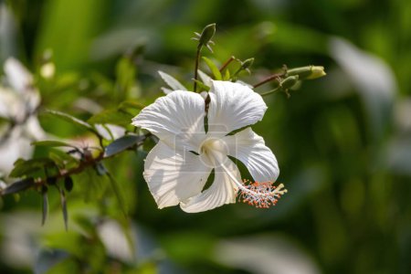hibiscus blanc (Hibiscus rosa-sinensis) floraison dans le jardin. Belle fleur blanche avec de longs étamines rouges et jaunes. Beauté naturelle.