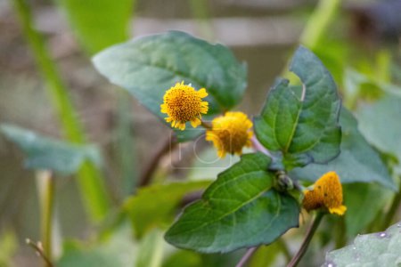 Kleine gelbe Blumen blühen am Straßenrand, die Sonnenblumen ähneln. Sie wird in Bangladesch Bon Gada oder Nakful genannt. Seine auch als Oppositeleaf Spotflower (Acmella repens) bekannte Pflanze).