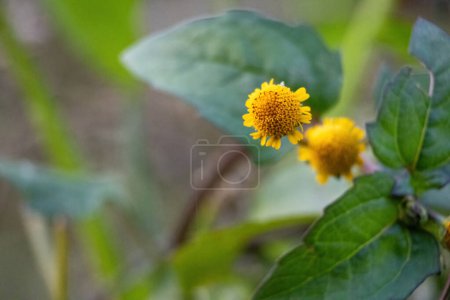 Kleine gelbe Blumen blühen am Straßenrand, die Sonnenblumen ähneln. Sie wird in Bangladesch Bon Gada oder Nakful genannt. Sie ist auch als Gegensätzliche Fleckenblume (Acmella repens) bekannt.).