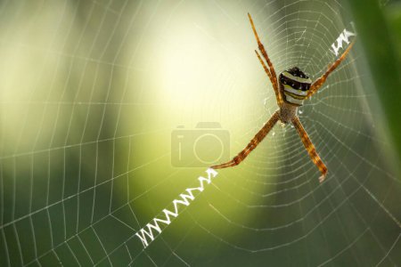 A spider is sitting on a web. Its scientific name is Argiope Anasuja and also known as Signature Spider, Writing Spider, and Garden Spider because of zig-zag patterns on its web that resemble letters.