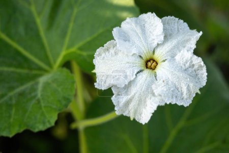 Calabash flower blooming in the village vegetable garden. It is called Lau Ful in Bangladesh. It is also known as bottle gourd, white-flowered gourd, New Guinea bean, Tasmania bean, and long melon.