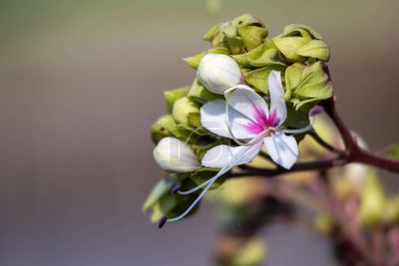 Die Blume der Hügelpracht (Clerodendrum infortunatum) blüht am Straßenrand. Es ist in Bangladesch als Bhat Flower oder Ghetu Ful bekannt.