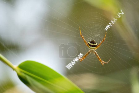 Signature Spider (Argiope Anasuja) sitzt im Netz. Sie ist auch als Schreib- und Gartenspinne bekannt. Es ist häufig in Gärten oder Hinterhöfen zu finden.