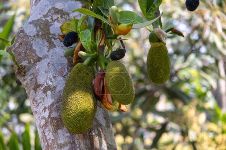 Junge Jackfrüchte hängen am Jackfruchtbaum. Es wird in Bangladesch Kathal genannt.