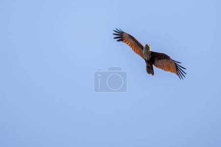 Brahminy kite bird of prey in flight at blue sky background. It is also known as the Red-backed Sea Eagle, Red-backed Kite, Chestnut-white Kite, Rufous Eagle, and its scientific name Haliastur indus.