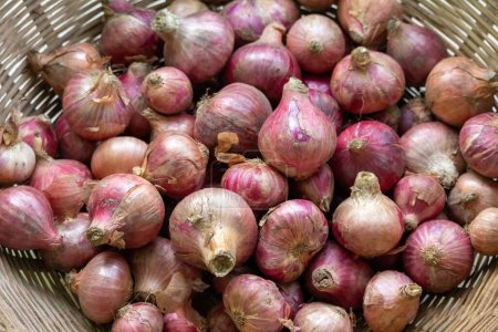 Ein Bund frischer Zwiebeln im Korb. Es ist ein Gemüse, das auch als Zwiebel- oder Gemeine Zwiebel bekannt ist. In Bangladesch heißt sie Peyaj.