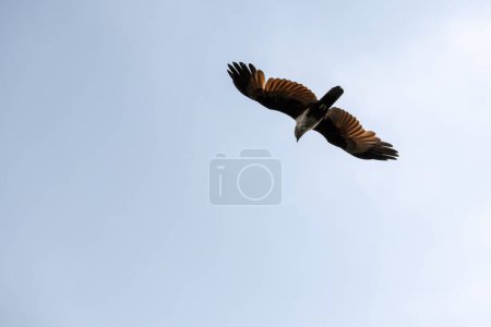 A Brahminy Kite (Haliastur indus) bird flying in the natural cloudy sky. It is also known as Red-backed Sea Eagle, Red-backed Kite, Chestnut-white Kite, Rufous Eagle, and White-headed Sea Eagle.