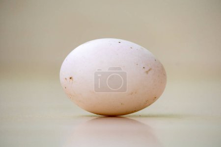 Raw duck egg on a blurred background