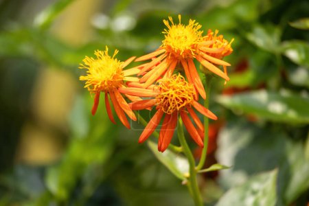 Schöne mexikanische Flammenblume blüht im Garten. Es ist auch als Orange Glow Rine und Orange Flowers Groundsel bekannt.
