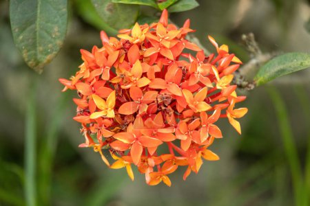 Ein Strauß roter Dschungel-Geranien blüht im Garten. Sein wissenschaftlicher Name ist Ixora coccinea. In Bangladesch wird sie Rongon-Blume genannt.