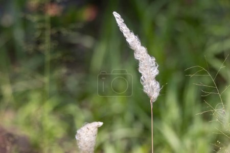 Großaufnahme von Cogongras im Naturgarten. Sie ist auch unter ihrem wissenschaftlichen Namen Imperata cylindrica bekannt.
