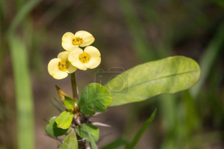 Corona amarilla de espinas (Euphorbia milii) flores florecen en el jardín. En el idioma bengalí, se llama Kata Mukut. También es conocida como la planta de Cristo o la espina de Cristo.