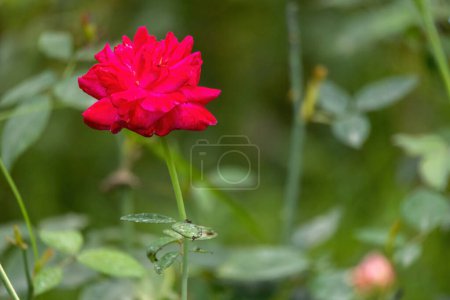 Beautiful red rose blooming in the garden. The scientific name for a rose is Rosa rubiginosa. In the Bengali language, it is called Golap.