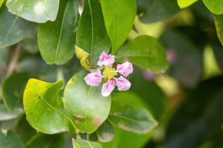Barbados Kirschblüte im Gartenbaum. Ihr wissenschaftlicher Name ist Malpighia emarginata und sie ist auch als Acerola-Kirsche, Guarani-Kirsche, Westindische Kirsche und wilde Kreppmyrte bekannt..
