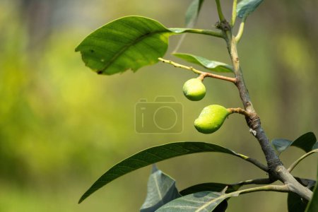 Young mangoes are hanging on the branches of the mango tree